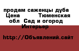 продам саженцы дуба › Цена ­ 500 - Тюменская обл. Сад и огород » Интерьер   